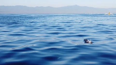 Backs of dolphins jumping out of the water, slow motion. Stock Footage 118280258