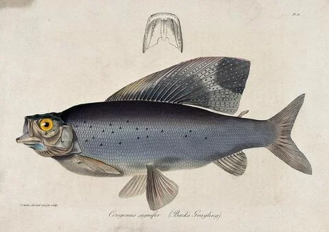 A Back's grayling and a cross-section of its gill. Coloured etching by J. C.. Stock Illustration