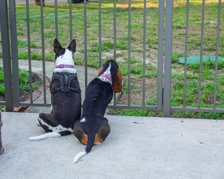 The backs of two dogs that are sitting on a concrete patio Stock Photos