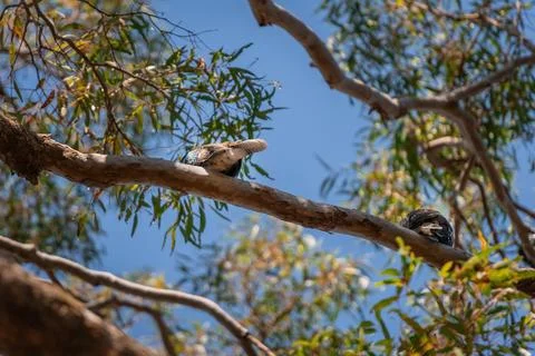 Backs of two kookaburras sitting on the branch of a gum tree Stock Photos