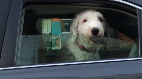 Backseat Dog Looking at Camera 動画素材 81339342