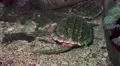Backside Of Alligator Snapping Turtle 4k or 4k+ Resolution