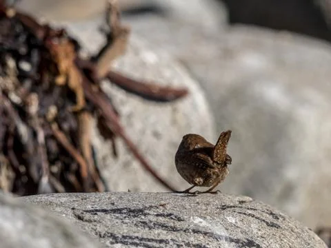 Backside and tail of the Eurasian wren, Troglodytes troglodytes. Bird sitting on Stock Photos