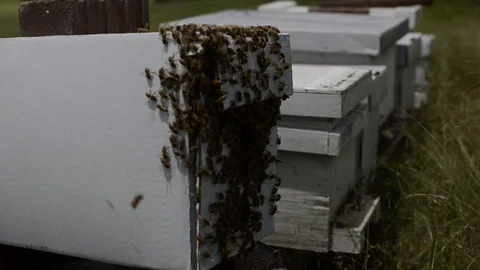 Backside of beehive close-up Stock Footage 108339335