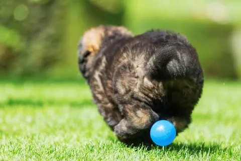 Backside of a cute old german shepherd puppy Stock Photos