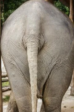 Backside of elephant Stock Photos