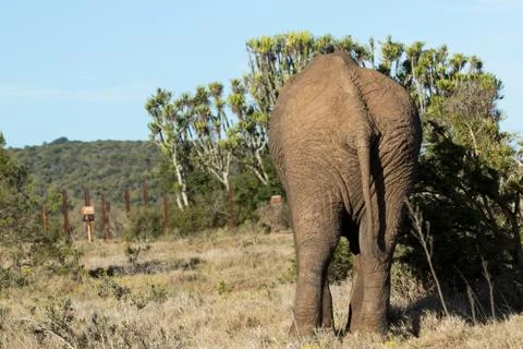 Backside of an Elephant standing at the bushes Stock Photos