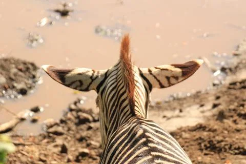 Backside of the head of a zebra Stock Photos