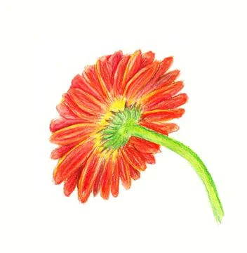 Backside of marigold Stock Illustration