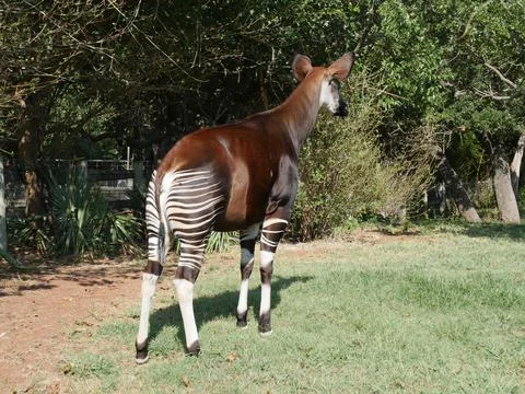 Backside shot of an okapi standing in a grassy area Stock Photos