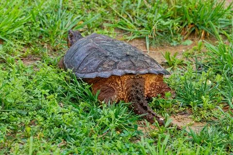 Backside of a snapping turtle Stock Photos