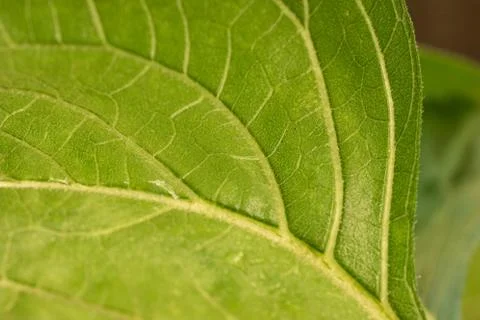 Backside of a sunflower green leaf close up telephoto shot Stock-Fotos