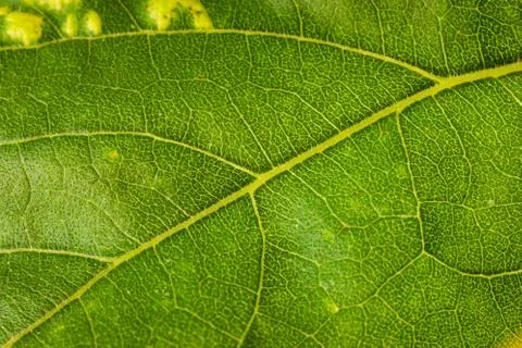 Backside of a sunflower green leaf close up telephoto shot Fotos de archivo