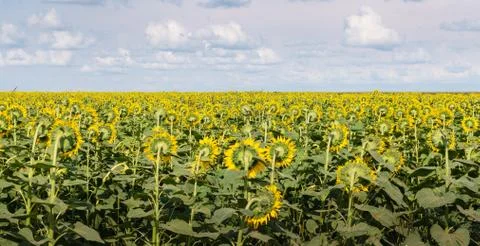 Backside of Sunflowers Field Stock Photos