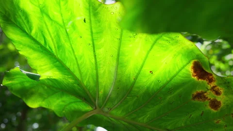 The backside of taro leaves has the reflection of the river Stock Footage 275327306