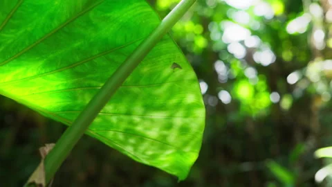 The backside of taro leaves has the reflection of the river 動画素材 275327470