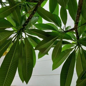 Backside Texture of Plumeria Leaf Stock Photos