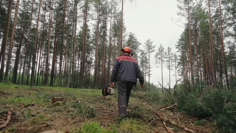 Backside view of an axeman walking among the trees Stock Footage 234057159