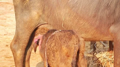 Backside view of black buffalo feeding calf with milk Vidéo 151836610