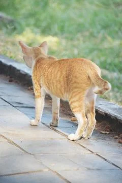 Backside view of a cat standing on the sidewalk Foto stock