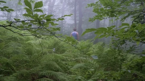 Backside view of man in the summer forest surrounded by fern. Slow motion. Man Video stock 121580205