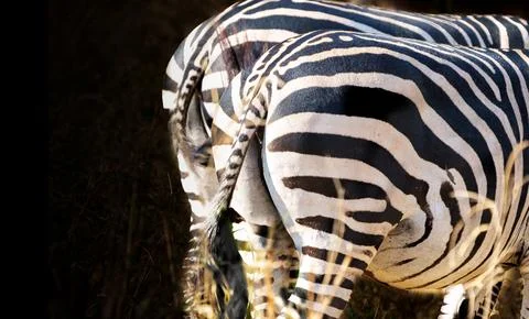 Backsides of two Plains Zebra (Equus quagga) flicking tails while grazing Stock Photos