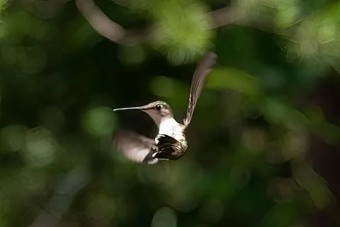 Backstroke Bird Stock Photos