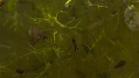 Backswimmer nyph  in the waterweed Stock Footage 125573499