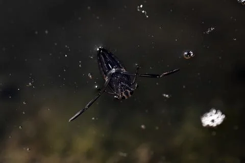 Backswimmer skating on surface of pond Stock Photos