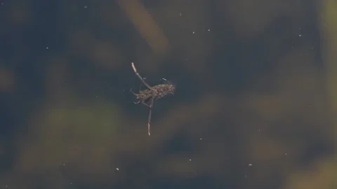 Backswimmer water boatman Stock Footage 138514378