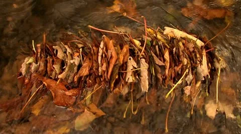 A backup of Autumn leaves in a stream Stock Footage 12428423