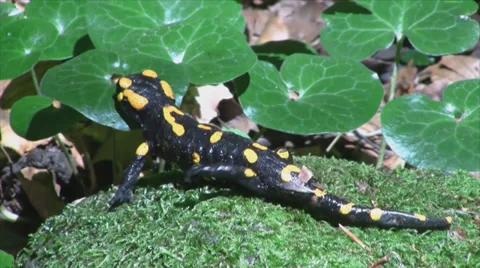 Backview of lizzard among leaves Stock Footage 35507288