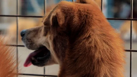 Backview of sad mixed breed dog behind the fences. Dog in a shelter or an animal Stock Footage 116588545