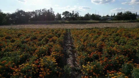 Backward aerial flight over a blooming Mexican marigold field Stock Footage 341999666