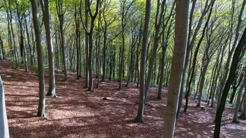 Backward aerial flight through a sunlit deciduous forest in autumn Stockbeeldmateriaal 335195134
