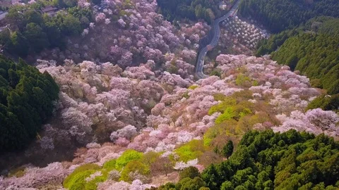 Backward aerial shot of cherry trees spring forest Stock Footage