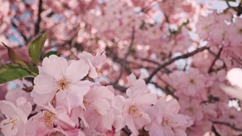 Backward camera movement flying through blooming cherry blossom branches Stock Footage 332362086