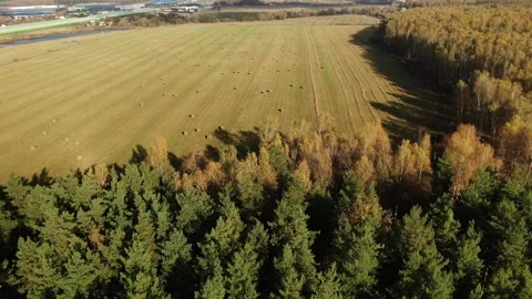 Backward drone flight above forest edge Video stock 323462133