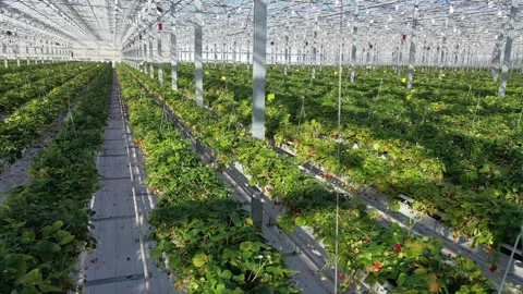 Backward drone flight above strawberry rows Vidéo 327692543