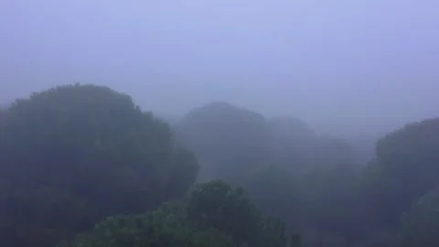 Backward Drone Flight Over Misty Pine Trees Stock Footage 323744058