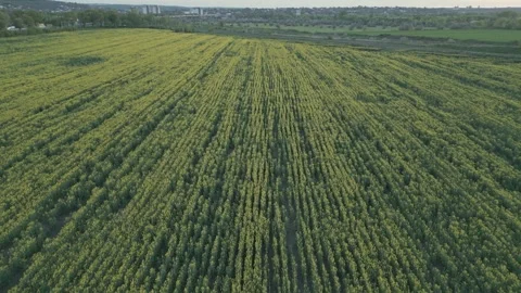 Backward Drone Flight Over Rapeseed Field Rows in Rural Countryside 스톡 동영상 341768314