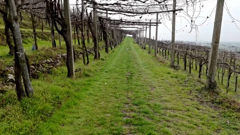 Backward drone flying through traditional Italian pergola vineyard in spring Vidéo 330458103