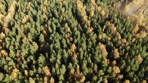 Backward drone movement above mixed autumn forest Stock Footage 323764707