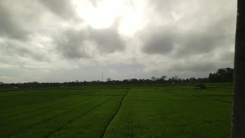 Backward drone shot over road with a palm trees in green rice padi of Bali Stock Footage 261672815