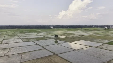 Backward Drone View of Newly Planted Rice Fields in Rural Bangladesh Landscape Stock-Footage 345712323