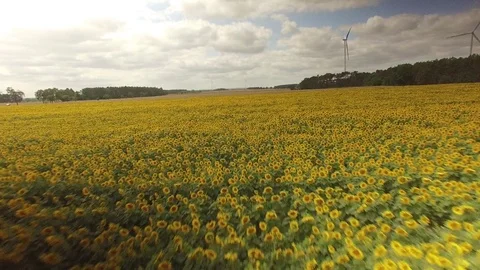 Backward flight above a field of sunflowers 動画素材 80451086