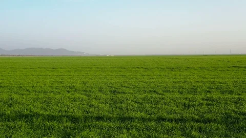 Backward flight over the green field below the irrigation system Stock Footage 128209199