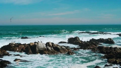 Backward flight over wild rocky reef with seabirds perched on boulders and Vídeo Stock 332686782