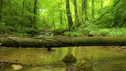 Backward flying above forest stream Stock-Footage 226597593