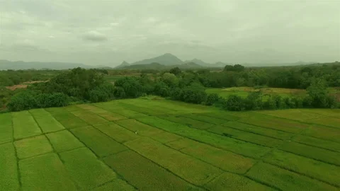 Backward Flyover a Rice Grass Paddy Field Stock Footage 248802457